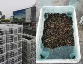 重庆龙虾价格行情 虾图片新闻资讯